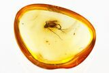 Detailed Fossil True Midge (Chironomidae) Laying Eggs in Baltic Amber #272245-1